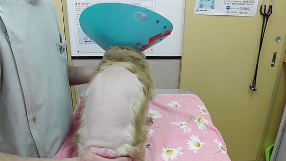 川越市のマリー動物病院