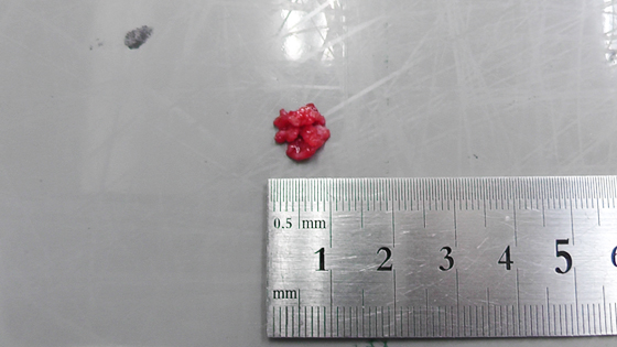 川越市のマリー動物病院