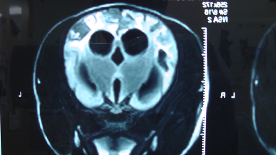 川越市のマリー動物病院