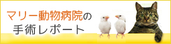 マリー動物病院「治療に関する動画レポート」