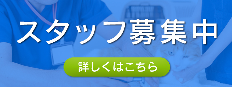 スタッフ募集中です