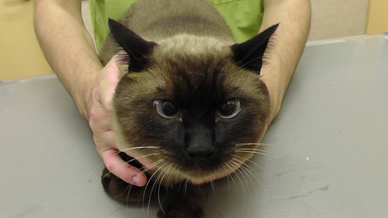 川越市のマリー動物病院