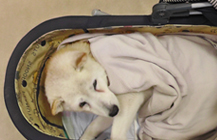 超高齢動物と暮らす飼主様へ