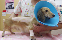 マリー動物病院の手術レポート